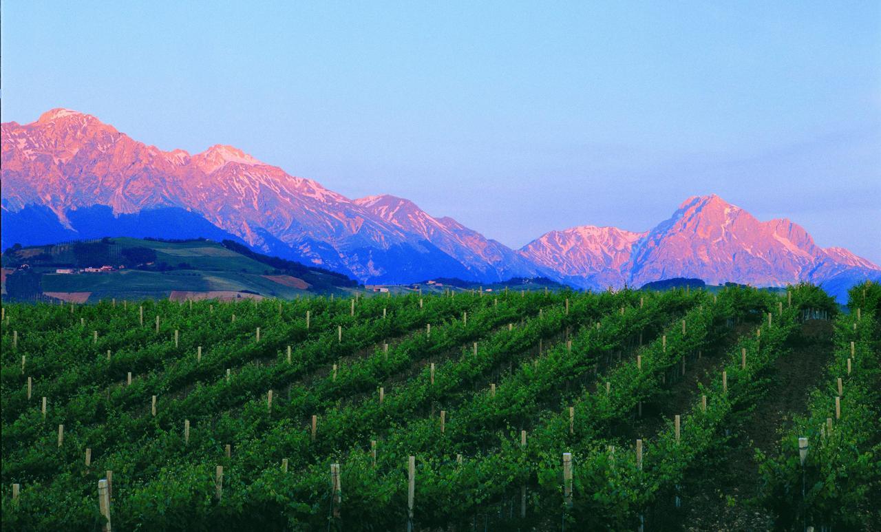 Contado San Lorenzo B&B And Wine Castilenti Eksteriør bilde